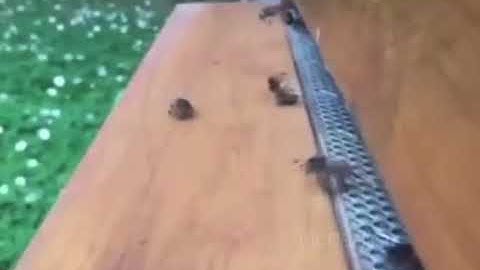 Funny @Jeremy Lynch Savage Dad vs @Squid Game TikTok Compilation 2021