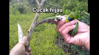 Pikat burung cucak ijo mini pakai ranting dan pulut saat sore hari