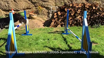(AGILITY) Susan Salo : different