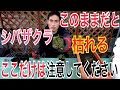 【シバザクラ育て方】枯れてしまう理由や上手な育て方を解説します！植えつけ実演もあります！