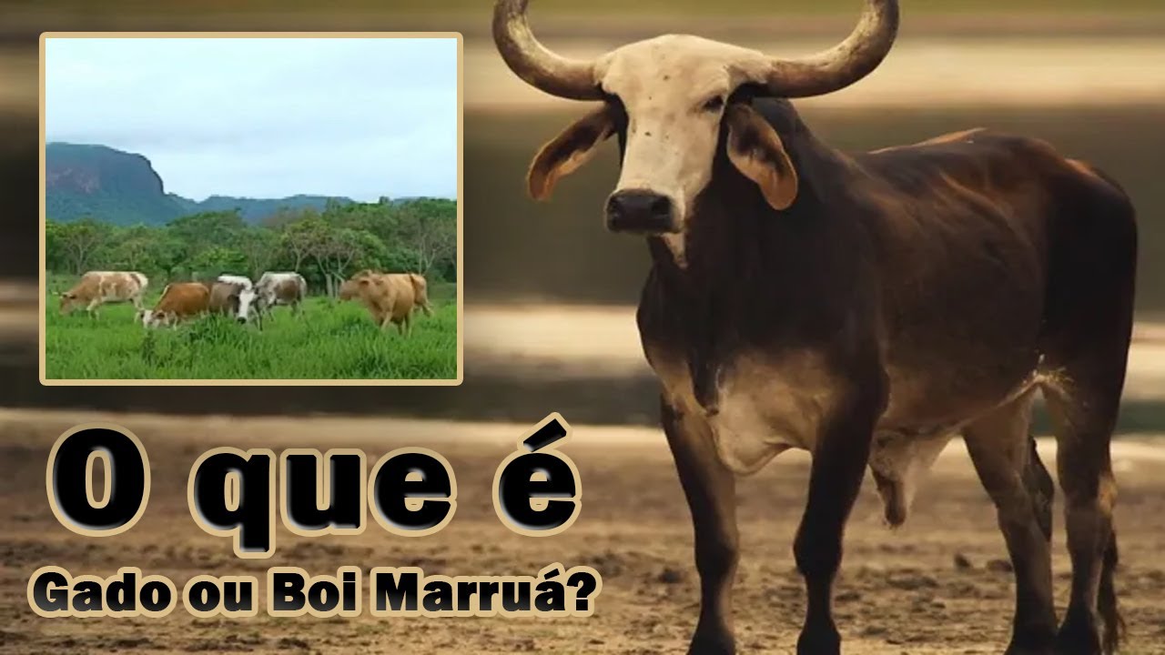 O QUE É GADO OU BOI MARRUÁ ? - YouTube