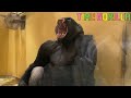 【ASMR】モモタロウのあくびの迫力が凄い！【ゴリラ 京都市動物園 gorilla】The yawning power of Momotarou is amazing!