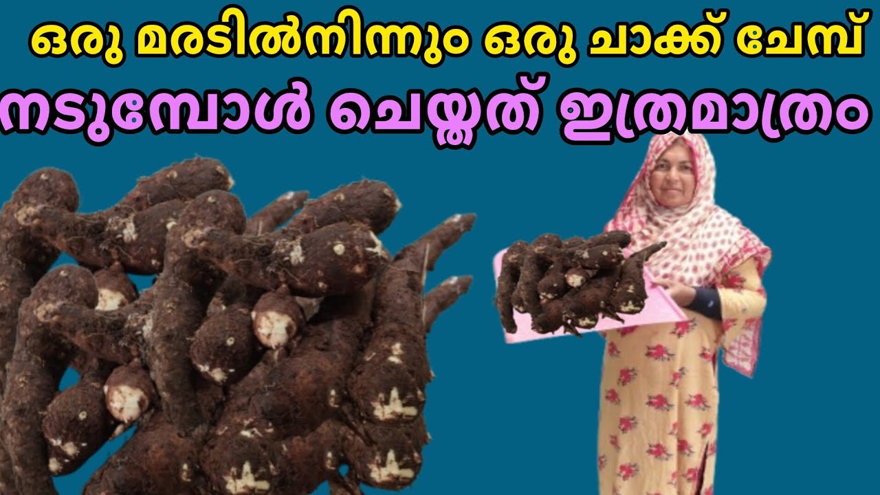 ചേമ്പ് നടീലും വിളവെടുപ്പും ഒന്ന് കണ്ടാലോ 👌👌👌👌
