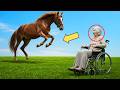 The Wild Mustang Horse Approached an Elderly Woman in a Wheelchair and What Happened Stunned All!