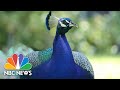 Proposed Peacock Bill Ruffling Feathers In Los Angeles