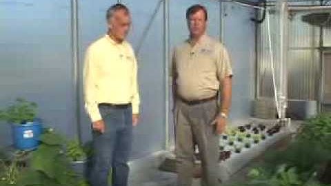Hydroponics - Managing Greenhouse Pests