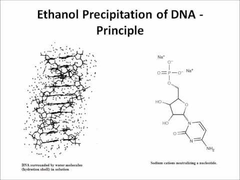 DNA의 에탄올 침전