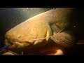 Угадайте вес сома - Уникальная подводная охота в Дагестане, СОМ, КУТУМ, ЩУКА и другие | SPEARFISHING