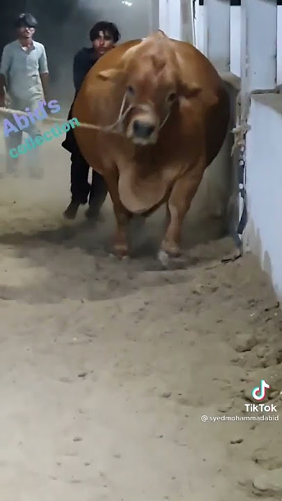 cow tik tok(1)