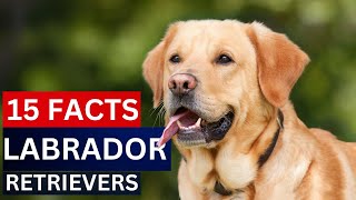 15 Facts About Labrador Retrievers ||  The Most Popular Dog Breed