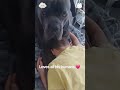 Dog and baby are best friends 🥰🥰#dog #pet #baby #love #cute #funny #bestfriend #lovestory #foryou