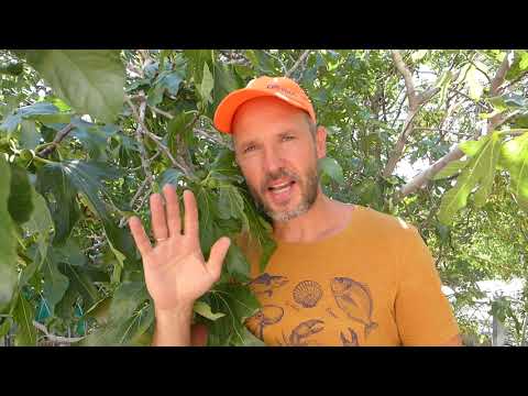 Сколько ос в инжире? Три легенды про инжир.