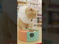 🐱BOYALINK 3 is recording our kitty having dinner!