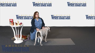 Fear Free Demonstration: Techniques & Props