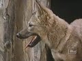 Walt disneys concho the coyote who wasnt season 12 ep 24