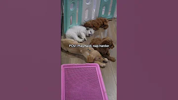 POV Welcome To Doggy Dreamland 