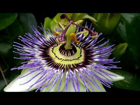 Video: Passiflora Edas-111 - Istruzioni Per L'uso, Recensioni, Prezzo Di Gocce, Analoghi