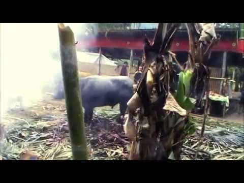 Video: Toraja - Matador -verkon Roikkuvat Haudat