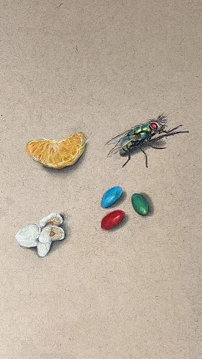 Drawing a housefly with Colored Pencils #artideas #tonedtanpaper #drawingchallenge