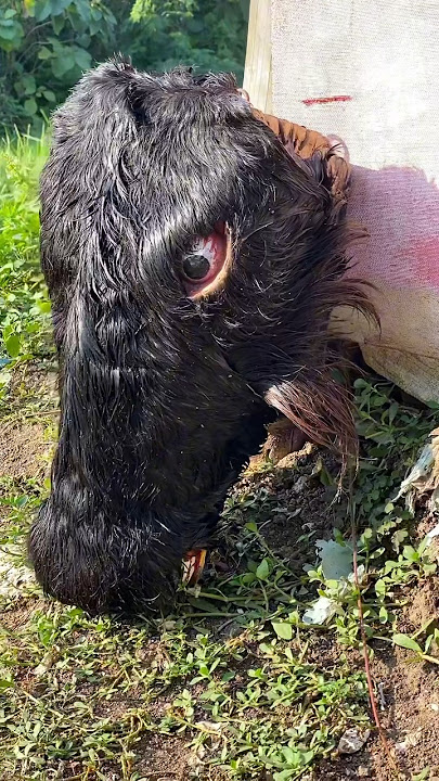 Renovation of the Suro bull..!! #arekbudoyo