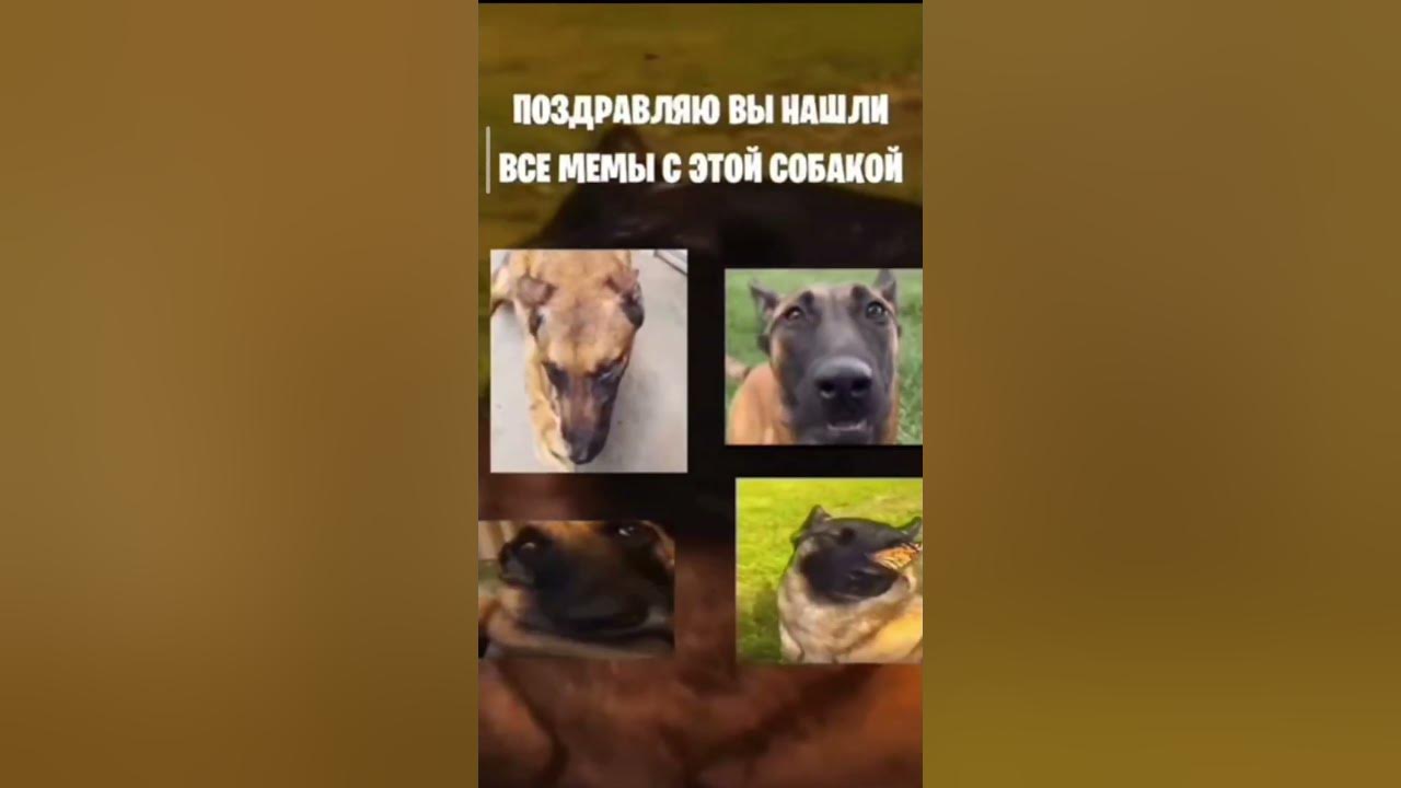 Мем с собакой и бабочкой скачать "