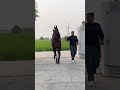 King  gajraj sanbros stud farm punjab horse mare compilation horselover horseriding stallion