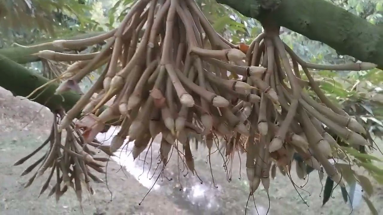 Nay Hùng chia sẽ cho các bạn xem,xịt kít đậu trái thêm cho Sầu riêng thái,và ri của Hùng!