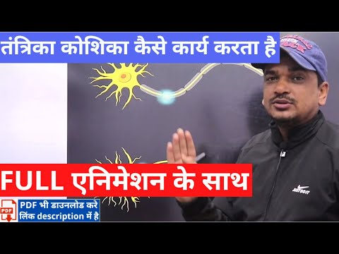 वीडियो: वे कौन से विद्युत आवेग हैं जो न्यूरॉन से न्यूरॉन तक जाते हैं?