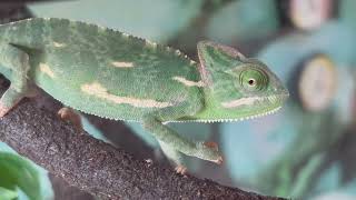 Chameleon - CLOSE UP Look @ This Amazing Lizard