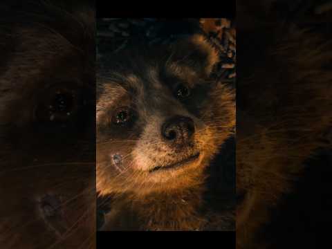 Scary Story of Rocket Raccoon *SAD*😢⋮ Guardians of The Galaxy 3 #shorts