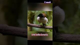 rencontre leçon de Vie au coureur de jupons série reportage oiseaux . fait divers vol fun michto