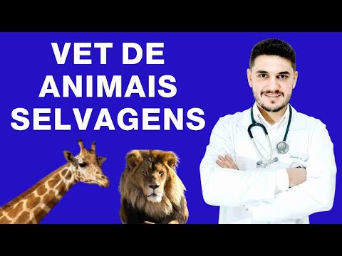 Vídeo: Cuidados Veterinários Convencionais vs. Cuidado de animais de estimação holístico