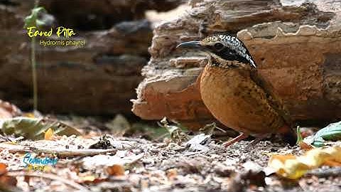 Eared Pitta
