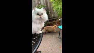 22 10 09 Persian Kitty, Sitka (short) by Mythicbells 644 views 1 year ago 23 seconds