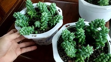 Chăm sóc, nhân giống sen đá chuỗi ngọc bi ở miền Nam