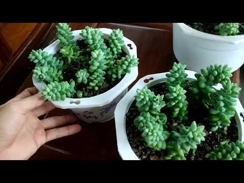 Video Chăm sóc, nhân giống sen đá chuỗi ngọc bi ở miền Nam - youtube
