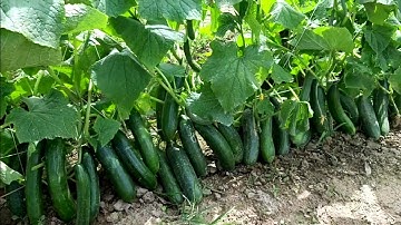Wow! Amazing Agriculture Technique Vertical Cucumber Farming ( Cucumber Harvesting )
