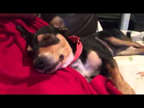 Video: Beoordeling Van Slapende Honden