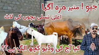 Munir Goat Farm Bare Bare Lakin Male Bache 