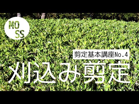 【剪定基本講座No.4】刈込み剪定【庭木の剪定】