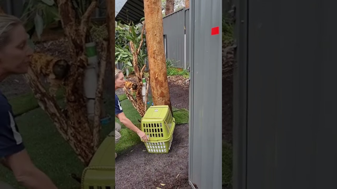 Peter the Koala Climbing His 1st Big Tree