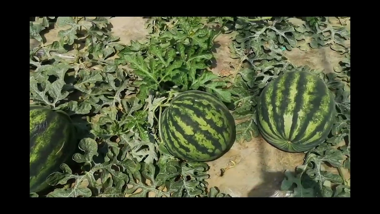 Farm Fresh Ninja Fruit Tik Tok China EP 109