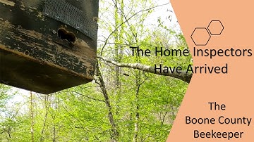 Scout Bees Checking The Trap