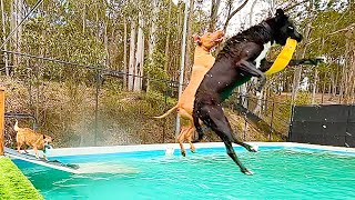 Mood Boosting Video of Dogs in Swimming Pool | The Farm