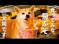 【究極】ビーツの犬用ブルダック麺を限界まで美味しくする【アレンジ】