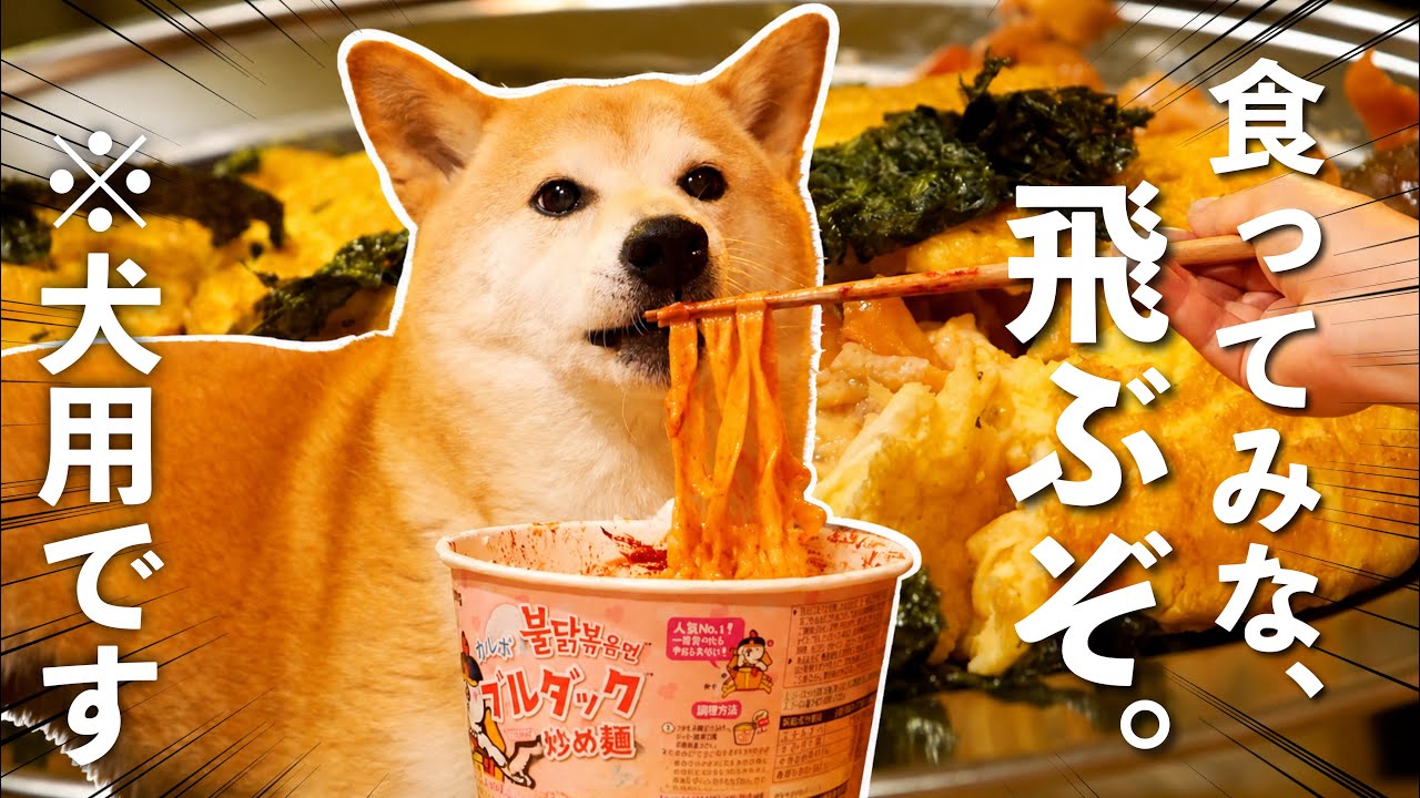【究極】ビーツの犬用ブルダック麺を限界まで美味しくする【アレンジ】