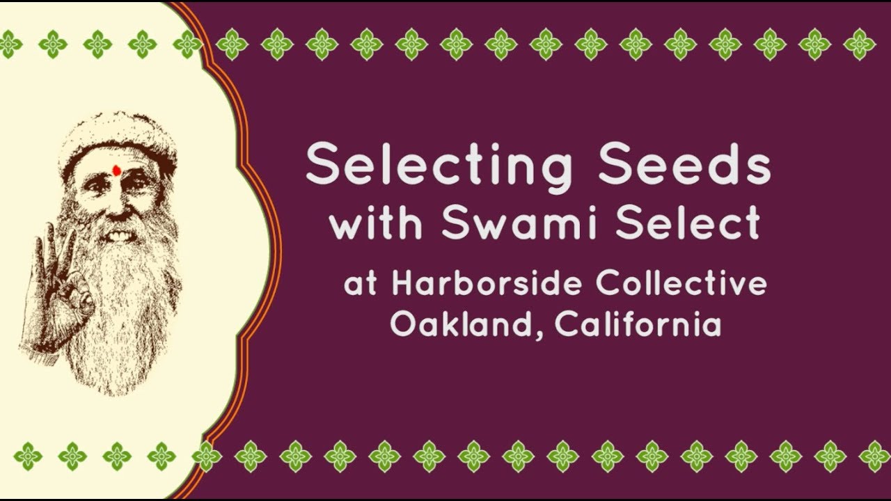Selecting Seeds at Harborside Collective With Swami Select YouTube