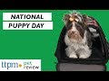 National Puppy Day - Top products you need to welcome your puppy home!