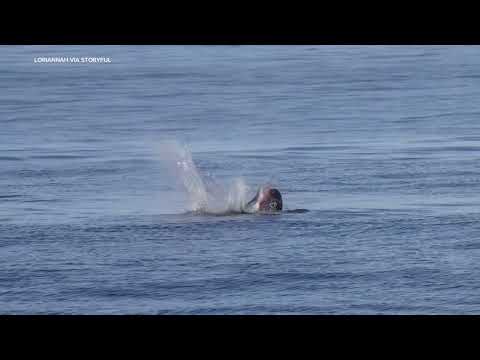 Sea lion takes down shark