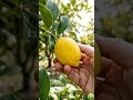 I Tried Growing a PYRAMID Lemon 🍋 (FAIL! ❌)
